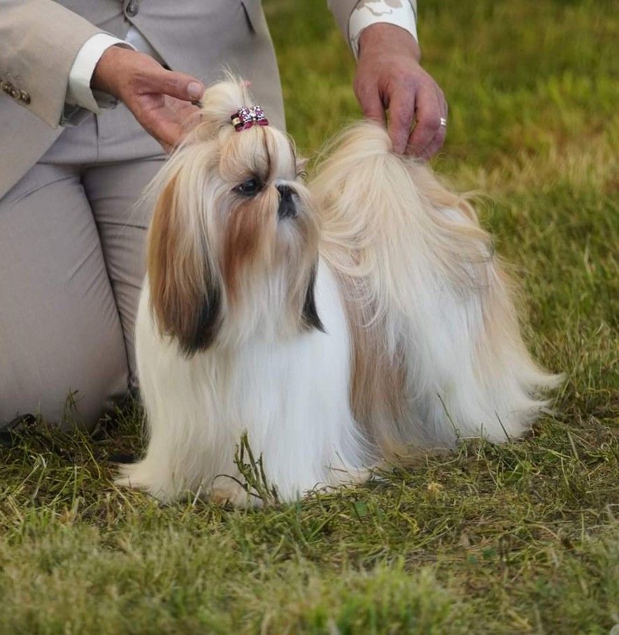 CH. Tzugalie Des Douceurs Ancestrales