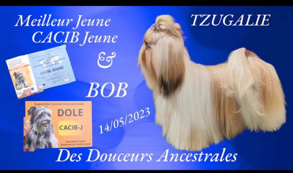 CH. Tzugalie Des Douceurs Ancestrales