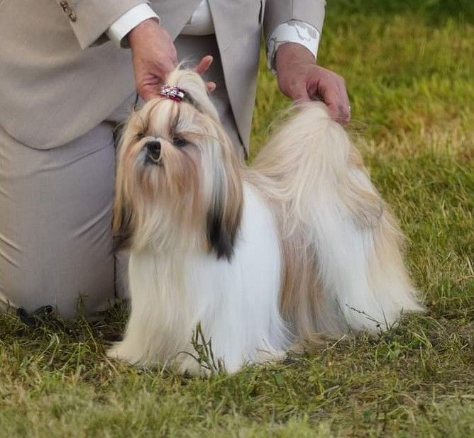 CH. Tzugalie Des Douceurs Ancestrales