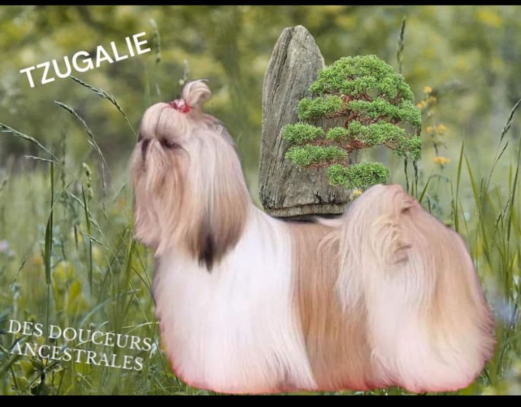 CH. Tzugalie Des Douceurs Ancestrales