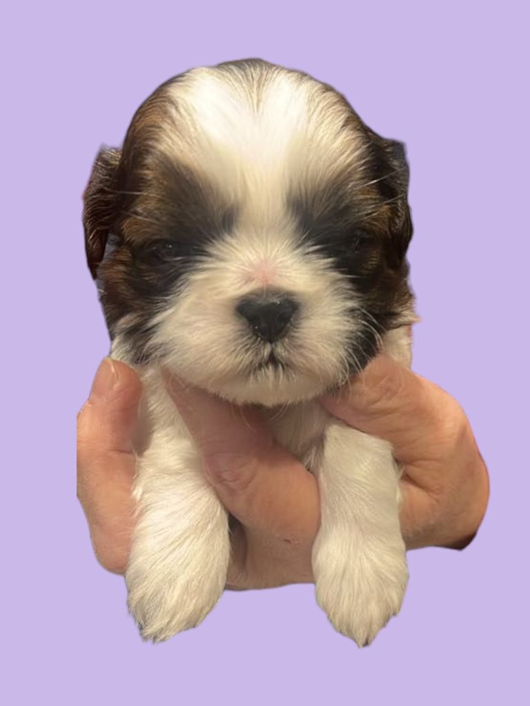 Des Douceurs Ancestrales - Chiot disponible  - Shih Tzu