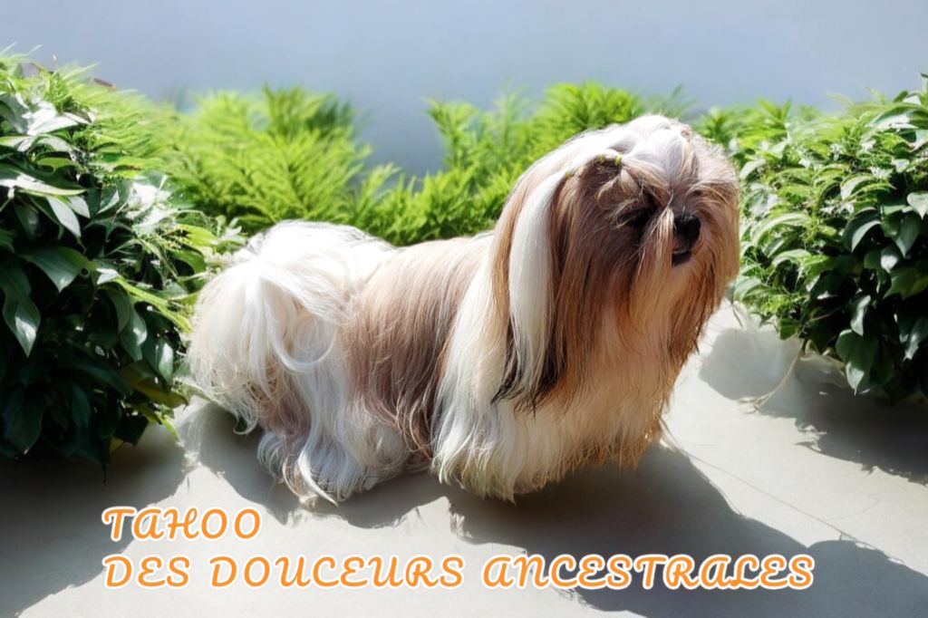 Des Douceurs Ancestrales - Chiot disponible  - Shih Tzu