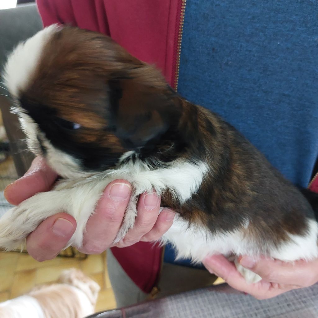 Des Douceurs Ancestrales - Chiot disponible  - Shih Tzu