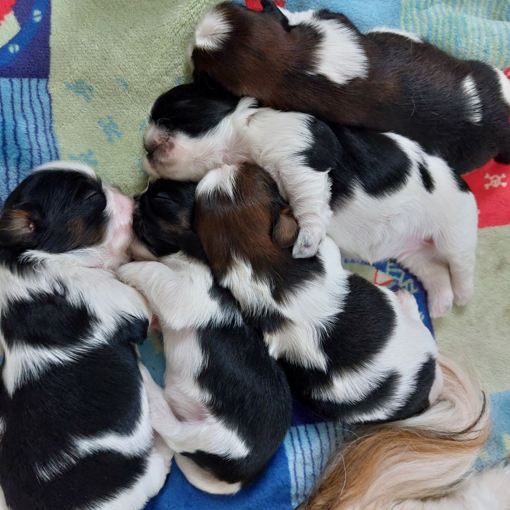 Des Douceurs Ancestrales - Chiot disponible  - Shih Tzu