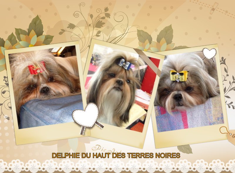 ALBUM DELPHIE