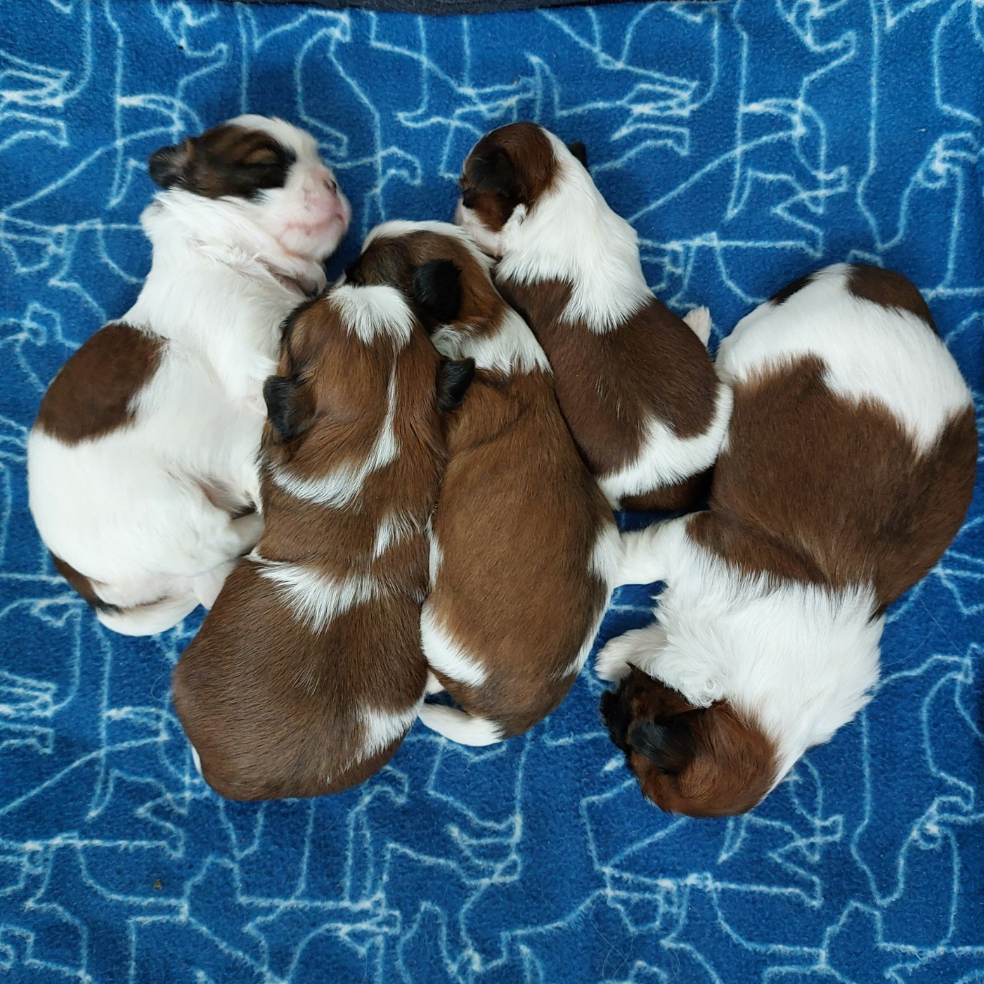 Chiot Shih Tzu Des Douceurs Ancestrales