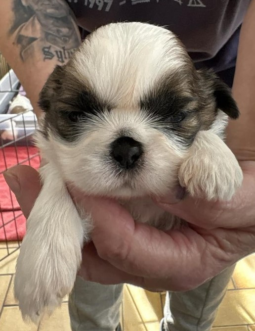 Des Douceurs Ancestrales - Chiots disponibles - Shih Tzu