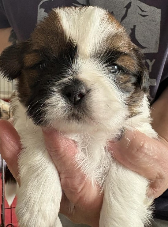 Des Douceurs Ancestrales - Chiots disponibles - Shih Tzu