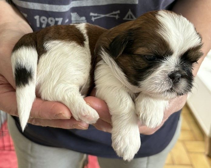 Des Douceurs Ancestrales - Chiots disponibles - Shih Tzu