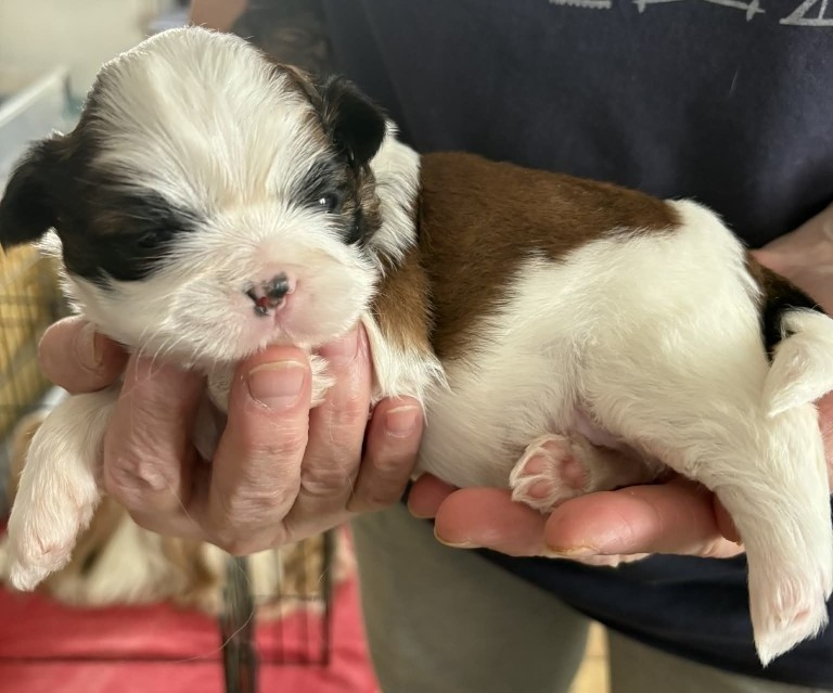 Des Douceurs Ancestrales - Chiots disponibles - Shih Tzu
