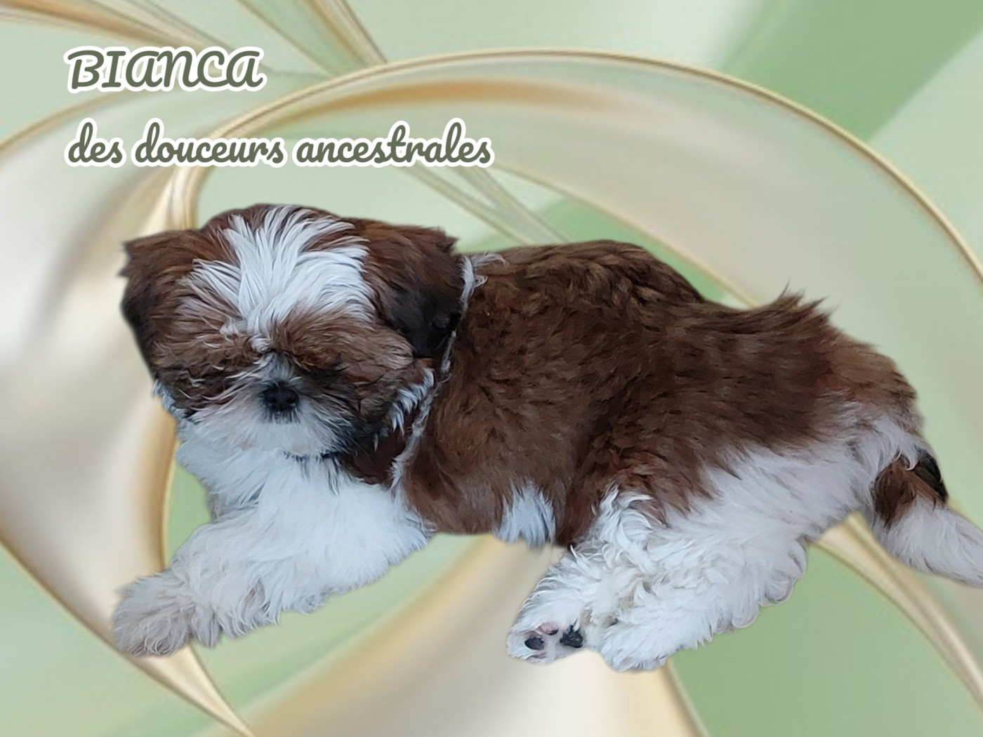 Des Douceurs Ancestrales - Chiots disponibles - Shih Tzu