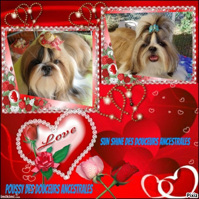 Des Douceurs Ancestrales - Shih Tzu - Portée née le 12/10/2022